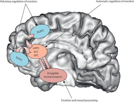 Areas del cerebro involucradas en la modulación de las emociones