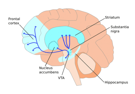 Dopaminergic pathwayss